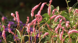 Gartenzeit Alle Folgen Der Serie Lokalzeit Fernsehen Wdr