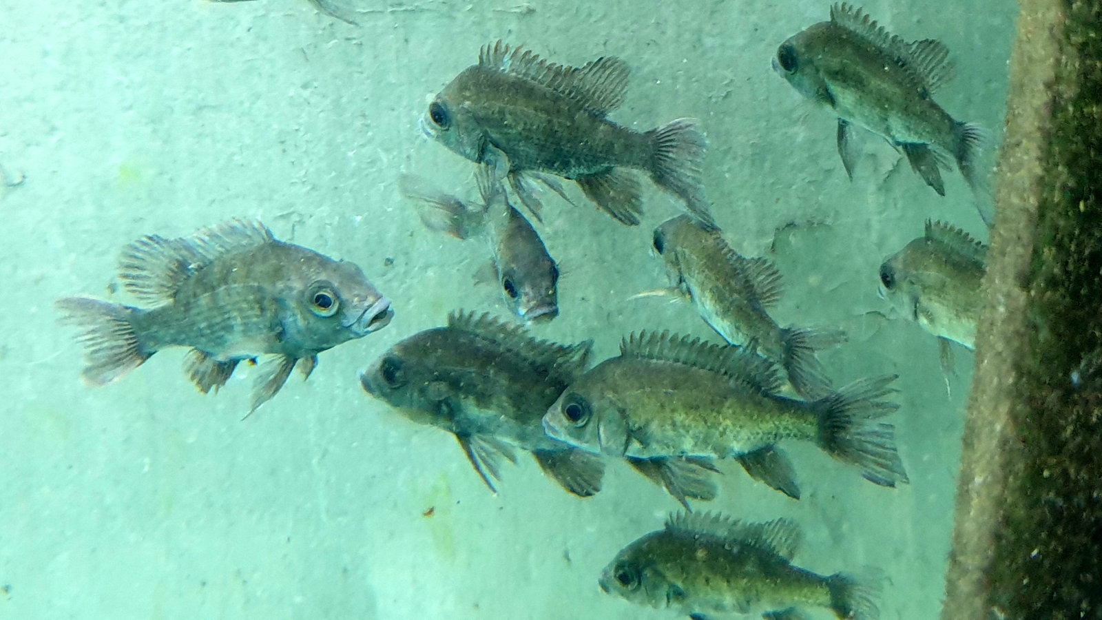 Seltener Nachwuchs Im Kolner Aquarium Rheinland Nachrichten Wdr