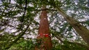 Alter großer Baum in Moers