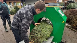 Ein Mann schiebt Tannenbaum durch eine Netzmaschine.