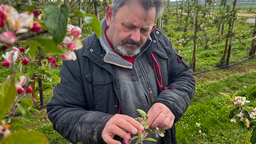 Obstbauer Manfred felten begutachtet Frostschäden an seinen Apfelbäumen