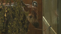 Das Okapi Junge "Hakara" im Kölner Zoo