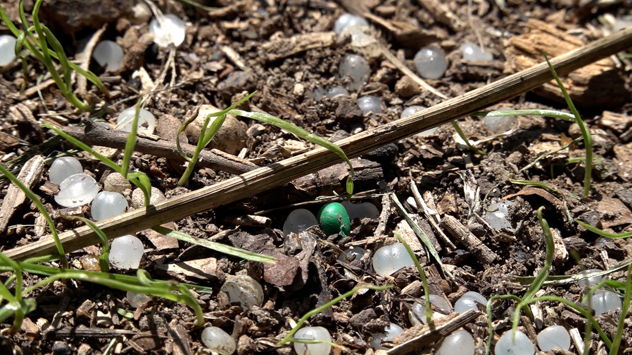 Ufer, auf dem neben Holz und Gras auch Plastik liegt