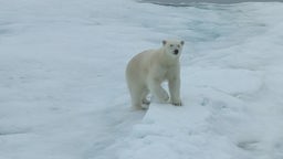 Arktisexpedition: Eisbär