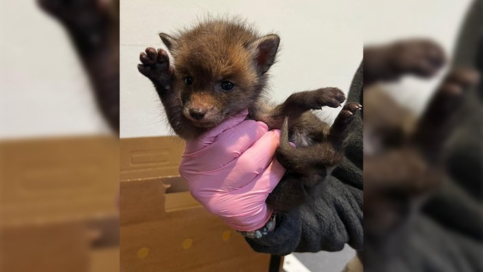 Ein Fuchsbaby wird von einer Person gehalten.