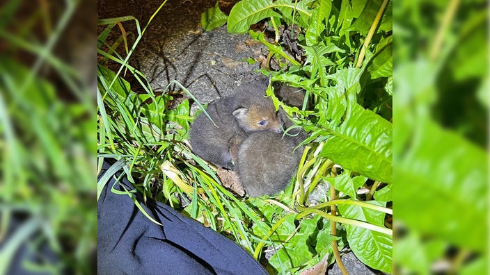 Man sieht Fuchsbabys inmitten eines Gebüschs.