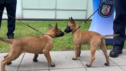 Jax und Thora beschnüffeln sich gegenseitig auf einer Wiese, beide sind an der Leine