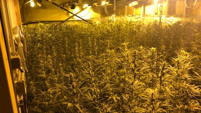 Eine Cannabisplantage wächst unter künstlicher Beleuchtung in Belgien