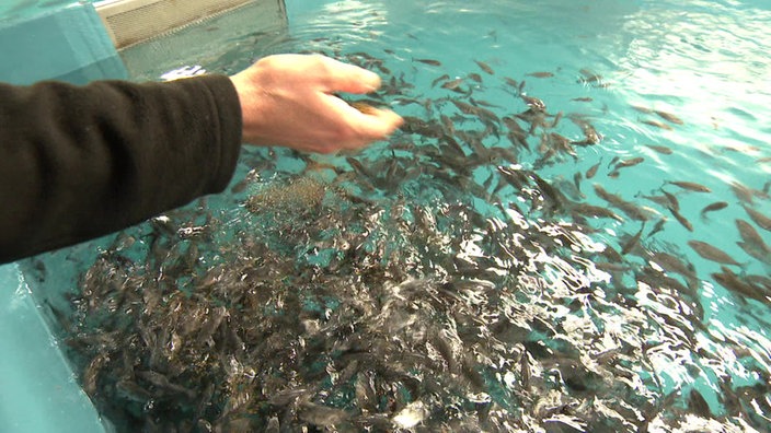 Eine ausgestreckte Hand über einem Wasserbecken mit Hunderten grauen Fischen