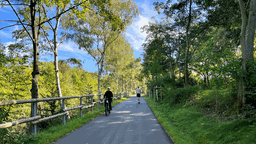 Radfahrer fahren bei schönem Wetter auf einem Radweg durch den Wald.