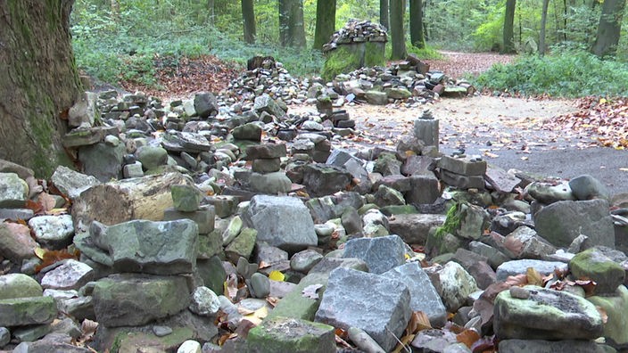 Unzählige Steine liegen im Wald auf dem Boden