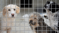 Drei Hunde hinter Gittern im Tierheim