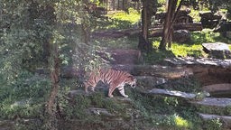 Neues Tigerweibchen im Kölner Zoo