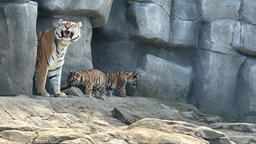 Tigernachwuchs mit Mutter