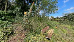 Das Foto zeigt abgebrochene Bäume in Wuppertal, nachdem dort ein Tornado durchgezogen ist.