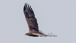 Adler aus einzigem Seeadler-Horst in NRW tot aufgefunden