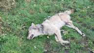 Toter Wolf am Niederrhein