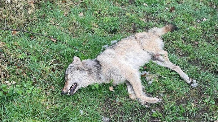 Toter Wolf am Niederrhein