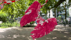 Pinke Engelsflügel hängen an einem Baum