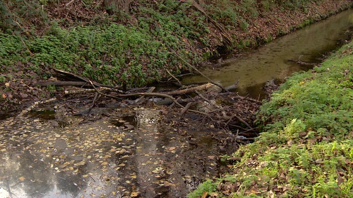 Auf dem Foto ist ein etwa 60 Zentimeter hoher Damm aus Ästen, der einen Bach aufstaut.
