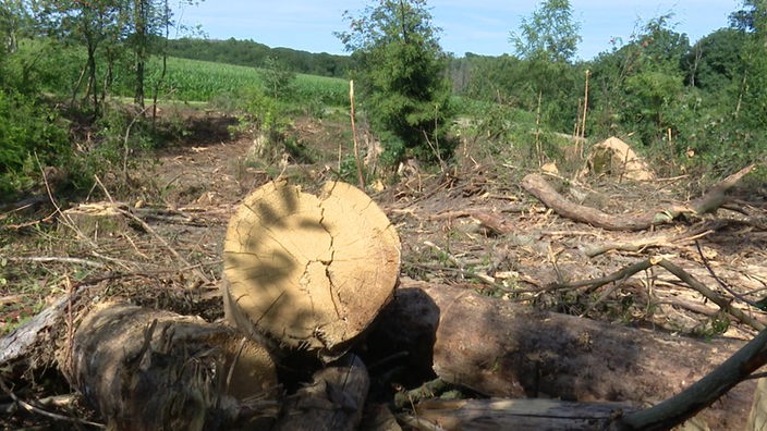 Eine abgeholzte Fläche mit wenig übrig gebliebenen Baumstämmen
