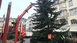 Mitarbeiter stellen den Weihnachtsbaum auf dem Bonner Marktplatz auf