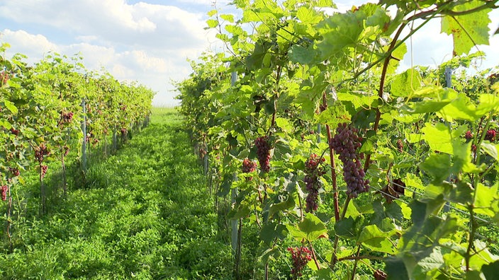 Weinbau in Nettetal