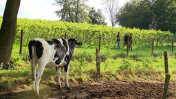Der Weinstock grenzt direkt an eine Kuhwiese