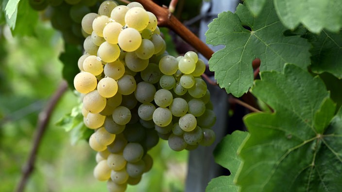 Weintrauben hängen an Weinreben in einem Weinberg in Oberdollendorf.