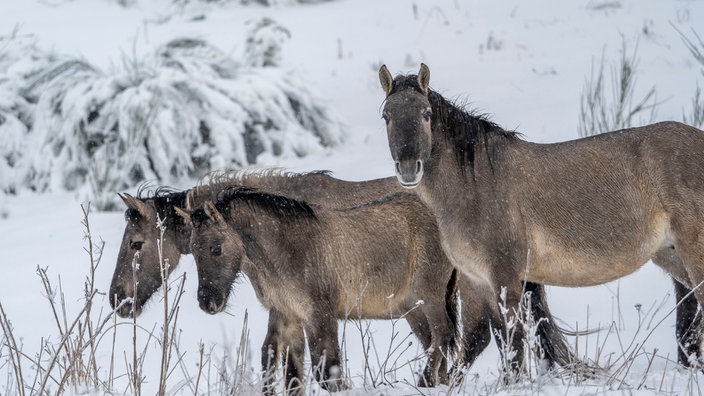 drei Wildpferde auf der Sophienhöhe laufen durch den Schnee