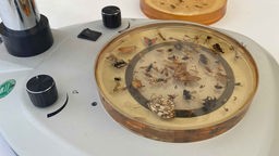 Schmetterlinge, Wespen und andere Insekten werden unter dem Mikroskop untersucht