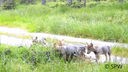 Vier Wolfsjunge im Hohen Venn bei Aachen gesichtet