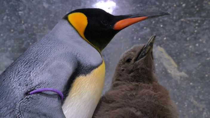 Ein Elternteil mit ihrem Küken - oder doch nicht? Drei Pinguinküken in Wuppertal bringen gerade ihre Kolonie durcheinander.