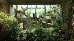 Gorilla Roseli im Gehege im Wuppertaler Zoo. Vor dem Gehege steht ein Zoobesucher. 