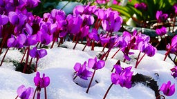 Violette Alpenveilchen ragen aus dem Schnee heraus.