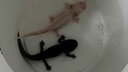 Zu sehen sind zwei Axolotl in einem Behälter.