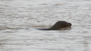 Eine Robbe schwimmt im Rhein. Dem Düsseldorfer Aquazoo Löbbecke Museum zufolge es sich um einen Seehund