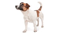 Ein Jack Russel Terrier vor weißem Hintergrund