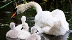  Ein Schwan ist mit seinen Küken im Schilf auf Futtersuche