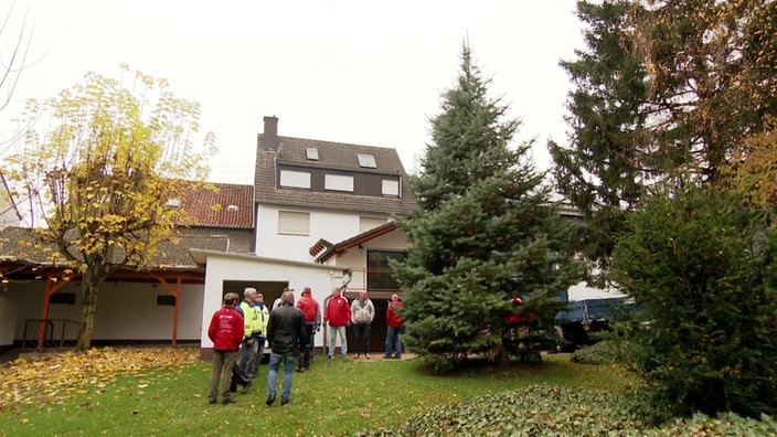 Eine riesige Tanne steht in einem Garten