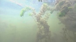 Verzweigte Elodea Pflanze unter Wasser