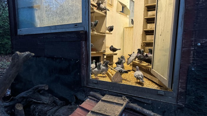 Ein geöffneter Taubenschlag mit mehreren Tauben in Bochum