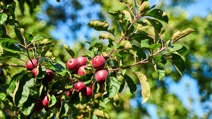 apfelbaum apfel rot zweig 100~ v