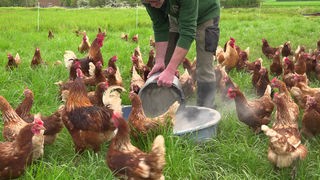 Hühner auf der Wiese, die gefüttert werden
