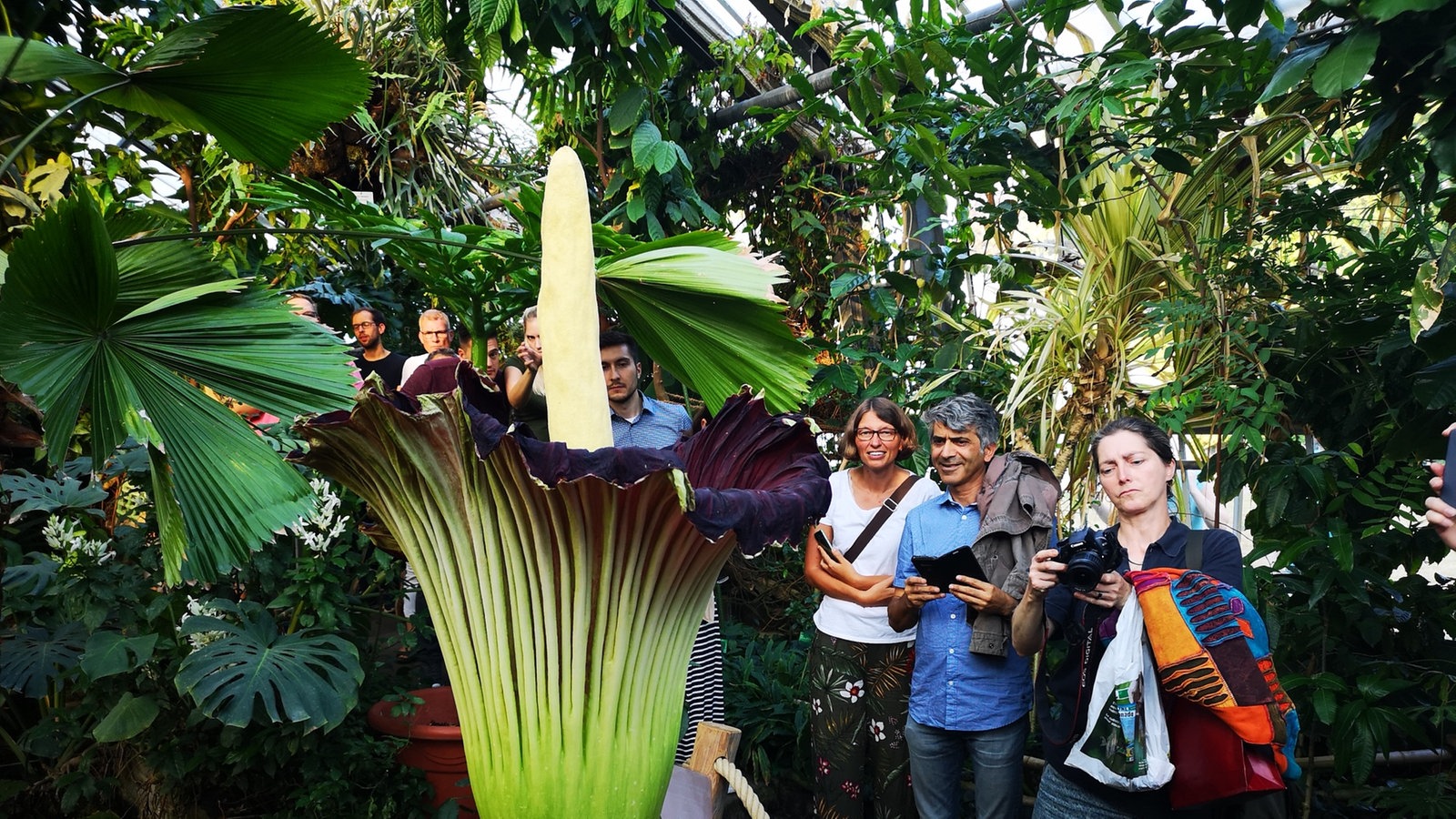 Titanenwurz: Erstmalige Blüte im Botanischen Garten ...