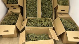 Man sieht acht Pappkartons, die beieinander gestapelt  und mit Cannabis gefüllt sind. 