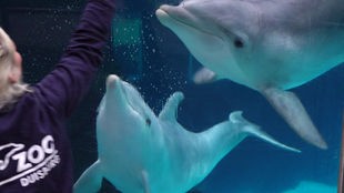 Delfinbaby Domingo schwimmt mit seiner Mutter im Becken des Duisburger Zoos