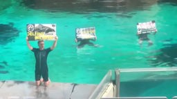 Aktivisten halten bei einer Delfinshow Schilder hoch