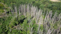 Abgestorbene Bäume im Wald 