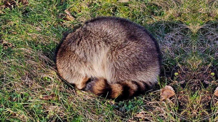 Der kranke Waschbär hatte sich auf dem Rasen zusammengeroll